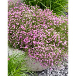Dječji dah ružičastog cvijeta - Gypsophila - set korijena