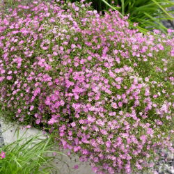 Dječji dah ružičastog cvijeta - Gypsophila - set korijena