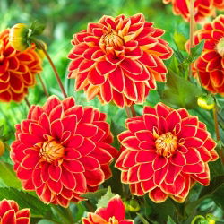 Dahlia - Maxime