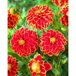 Dahlia - Maxime