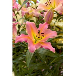 Lirio de árbol de flores rosadas