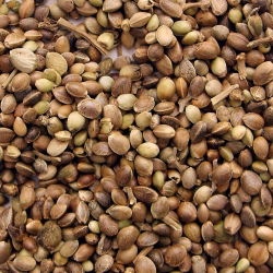 BIO Hemp sprouting seeds - certified organic seeds