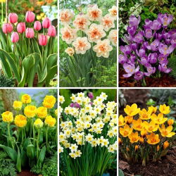 M-sized set - 40 spring flower bulbs, selection of 6 most beautiful varieties