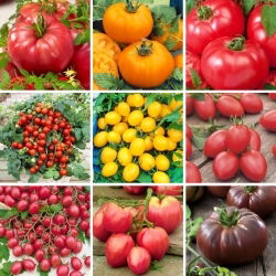 XXL set - 9 tomatsorter, ett urval av de godaste sorterna - 