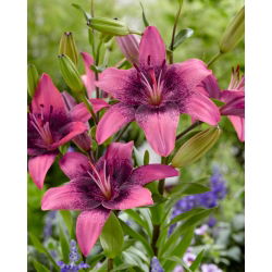 Asiatische Lilie - Purple Dream - Lilium - Graziöse Blüten in edlem Violett - Blumenzwiebel - 1 Stück