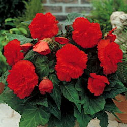 Begonia Fimbriata červená - 2 cibule