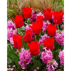 Tulip merah dan set hyacinth merah jambu - 40 pcs - 