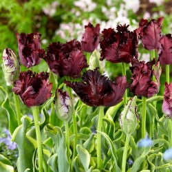 Tulipano "Notte congelata" - 50 bulbi