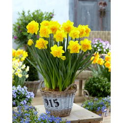 Dupli narcis &quot;Double Sunrise&quot; - pakiranje od 5 lukovica