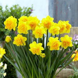 Dupli narcis &quot;Double Sunrise&quot; - pakiranje od 5 lukovica