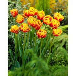 Bonanza' tulipán - 50 hagyma