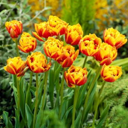 Bonanza' tulipán - 50 hagyma