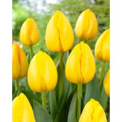 "Novi Sun" tulip - 5 bulbs - 