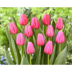 Tulipan &quot;Big Love&quot; - 5 lukovica