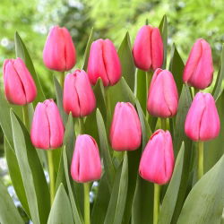 Tulipan &quot;Big Love&quot; - 5 lukovica