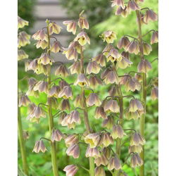 "Green Dreams" persisk fritillary