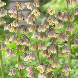 "Green Dreams" persisk fritillary