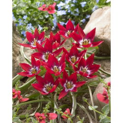 "Tiny Timo" tulpe - 5 sīpoli