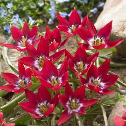 "Tiny Timo" tulpe - 5 sīpoli