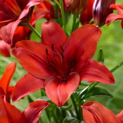 Aziatische lelie "Red Highland" - groot pakket! - 10 bollen - 