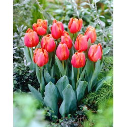 Tulipán "Jimmy" - 5 bulbos