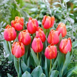 Tulipán "Jimmy" - 50 bulbos