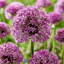 Cebolla ornamental "Ostara" - 10 bulbos