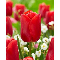 "Red Jimmy" tulip - 50 bulbs