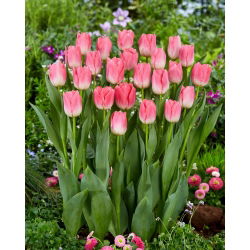 Dynasty' tulipán - 5 cibúľ