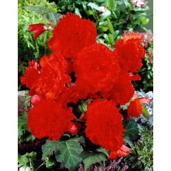 Begonia Fimbriata červená - 2 cibule