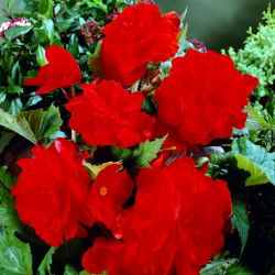 Begonia Large Flowered Double Red - 2 cibule - Begonia ×tuberhybrida 