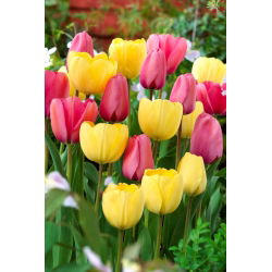 Set tulip bunga merah jambu dan kuning - 50 pcs - 