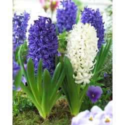 Mėlyna-balta hiacintas - 24 vnt - 