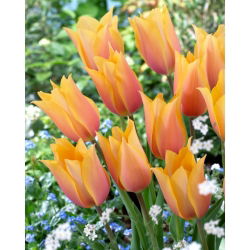 Tulipán 'Blushing Lady' - 5 cibúľ