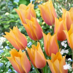 Tulipán 'Blushing Lady' - 5 cibúľ
