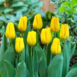 "Rakstzīmju" tulpe - 5 sīpoli