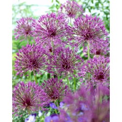 Cipolla ornamentale "Purple Rain" - 3 bulbi