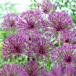 Cipolla ornamentale "Purple Rain" - 3 bulbi