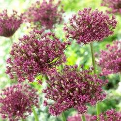 Cebolla ornamental "mágica" - 10 bulbos