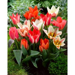 Greigii Mix - málo rastúci výber tulipánov - 5 cibúľ