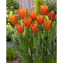 "Greetje Smit" tulpe - 5 sīpoli