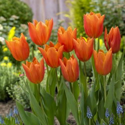 "Greetje Smit" tulpe - 5 sīpoli
