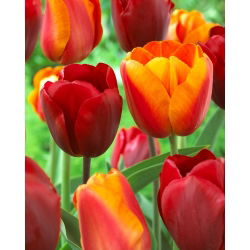 Tulip ditetapkan - merah dan aprikot dengan kelebihan kuning - 50 pcs - 