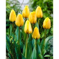 Tulipa Zlatni Apeldoorn - Tulip Zlatni Apeldoorn - 5 lukovica - Tulipa Golden Apeldoorn