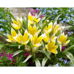 Set 6 - Tulip Tarda - tumbuh rendah, botani - 50 pcs - 