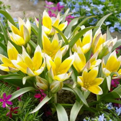 Lale Öğleden Sonra - Lale Öğleden Sonra - 5 Ampül - Tulipa Tarda