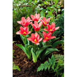 Tulipa Fashion - Tulip Fashion - 5 lampu