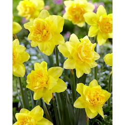 نایکوس دیک ویلدن - عروسک دیک وایلن - 5 لامپ - Narcissus