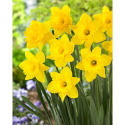 Нарцис Холандски майстор - Дафодил Холандски майстор - 5 луковици - Narcissus