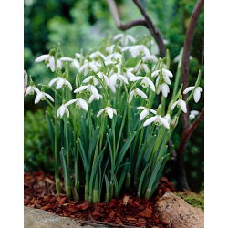 Baltoji snieguolė - pakuotėje yra 5 vnt - Galanthus nivalis
